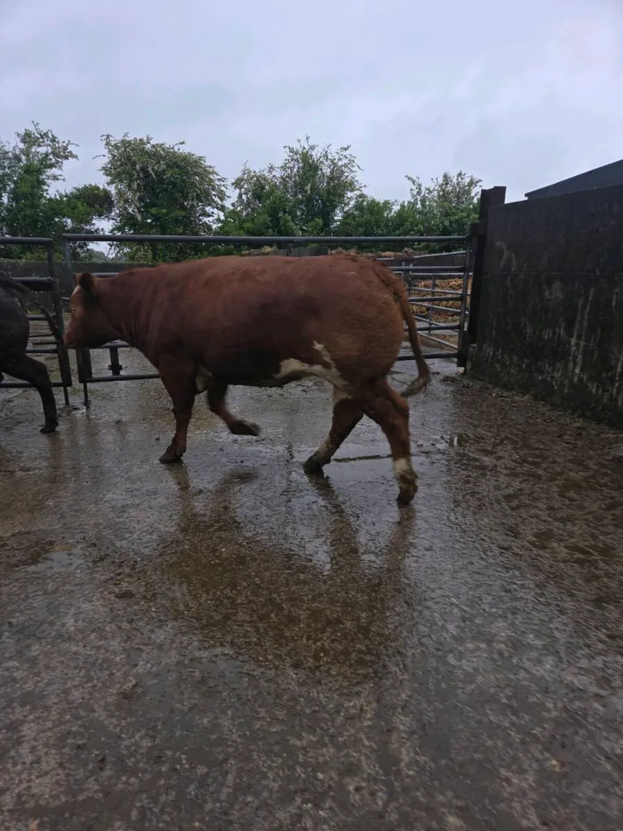 12 heifers for sale athenry mart 19th may - Image 1