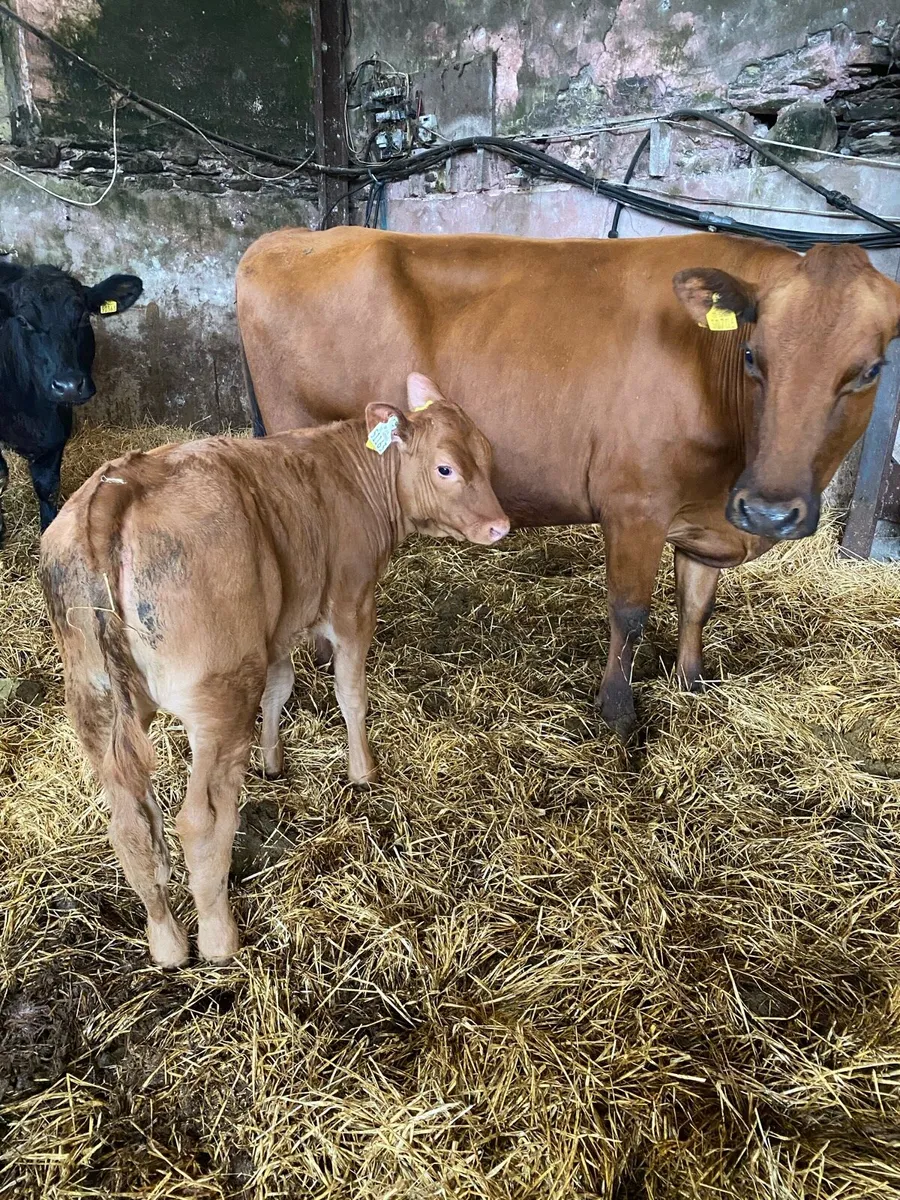 🌟RED ANGUS SUCKLER 🌟 - Image 1