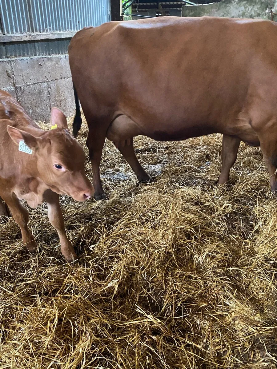 🌟RED ANGUS SUCKLER 🌟 - Image 3