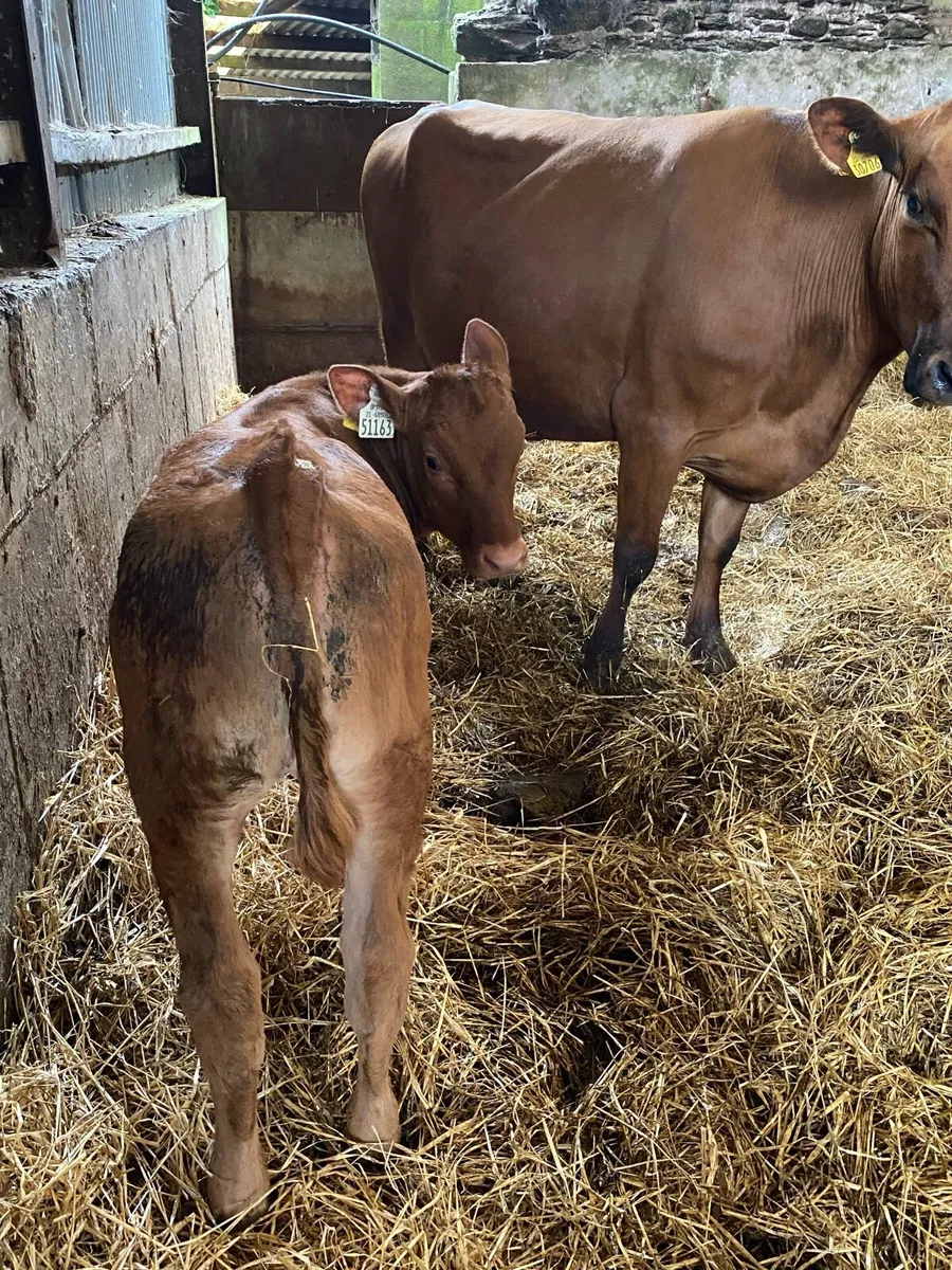 🌟RED ANGUS SUCKLER 🌟 - Image 2