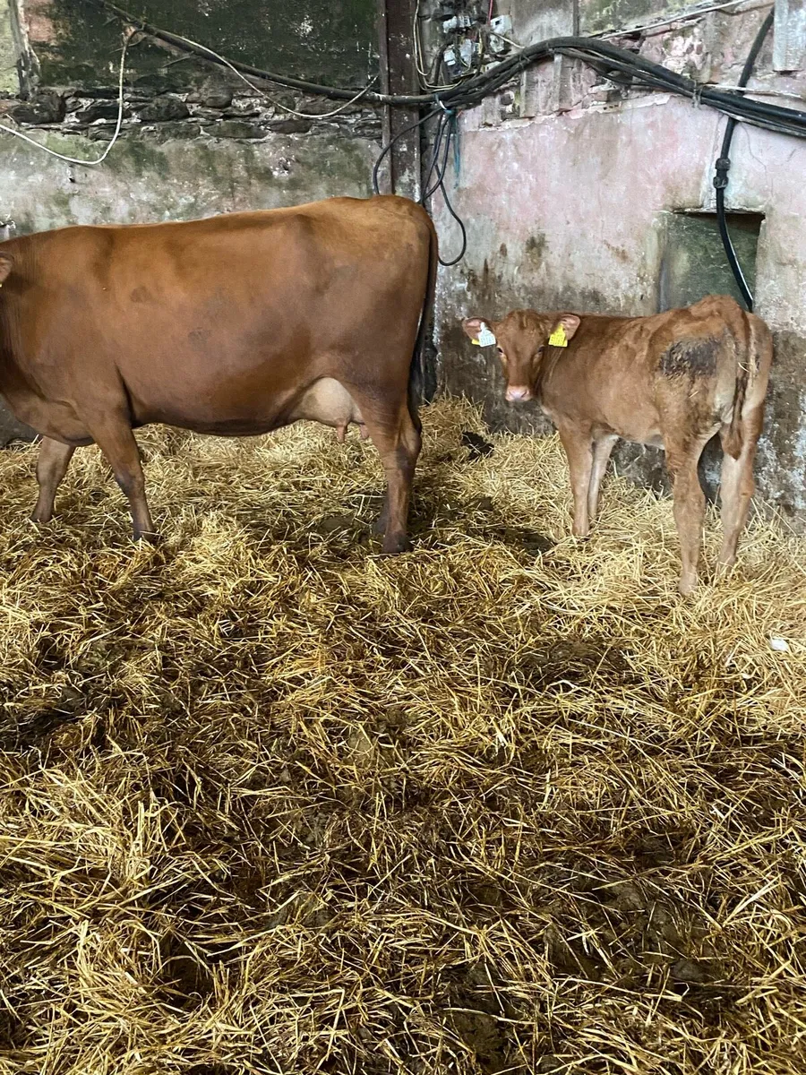 🌟RED ANGUS SUCKLER 🌟 - Image 4