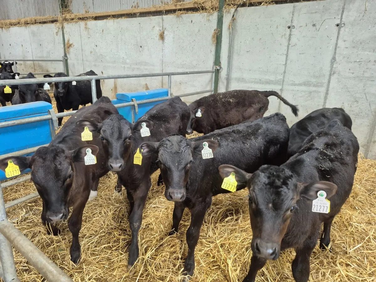 Reared Angus Calves - Image 1