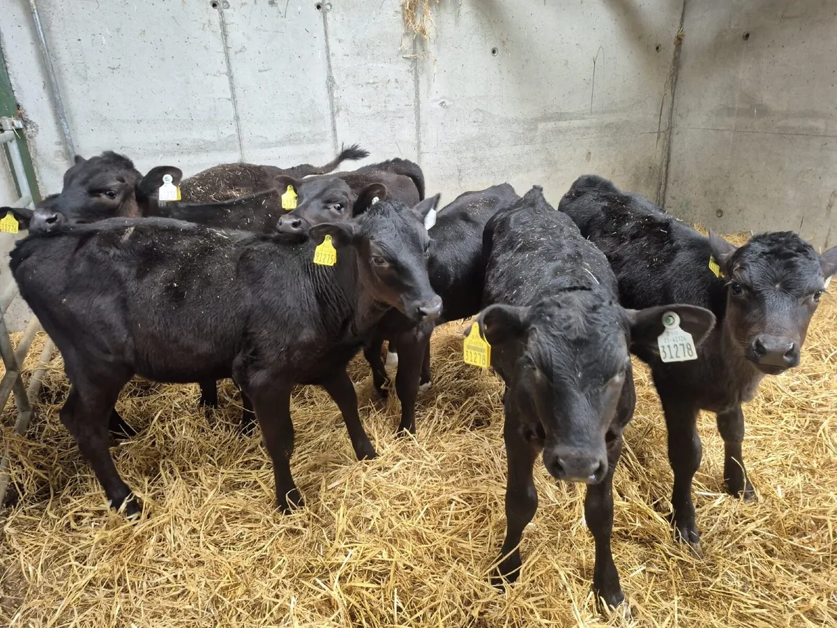 Reared Angus Calves - Image 2