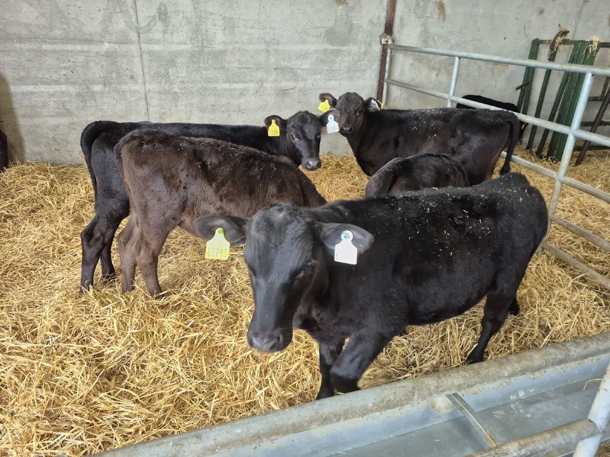 Reared Angus Calves - Image 3