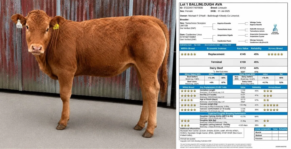 Top Quality Limousin Heifers - Ennis Mart 19th May - Image 3