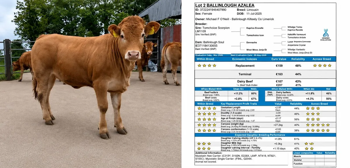 Top Quality Limousin Heifers - Ennis Mart 19th May - Image 4