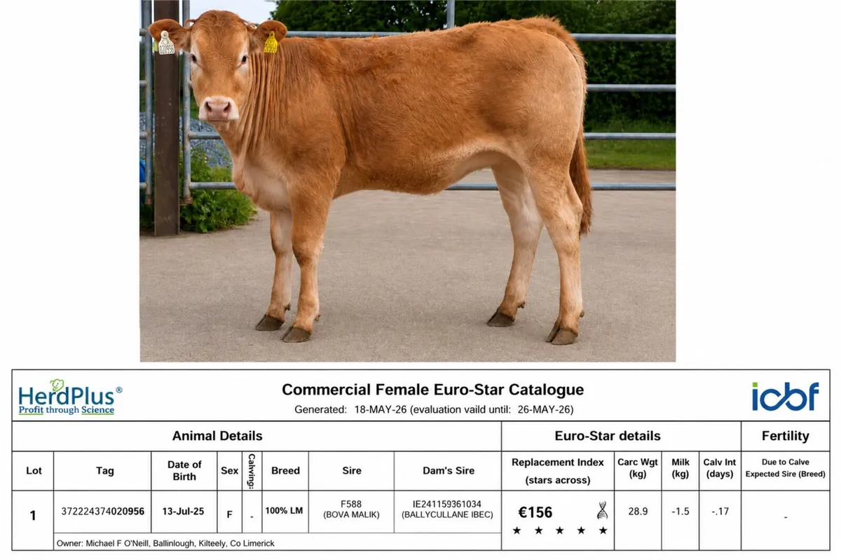 Top Quality Limousin Heifers - Ennis Mart 19th May - Image 2