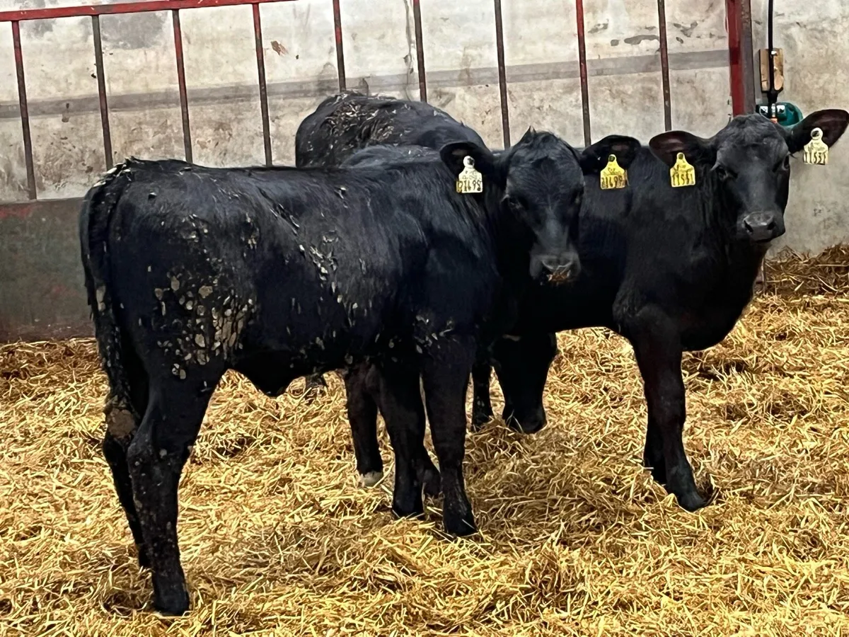 12 Top Grade AA Heifer Runners - Image 1