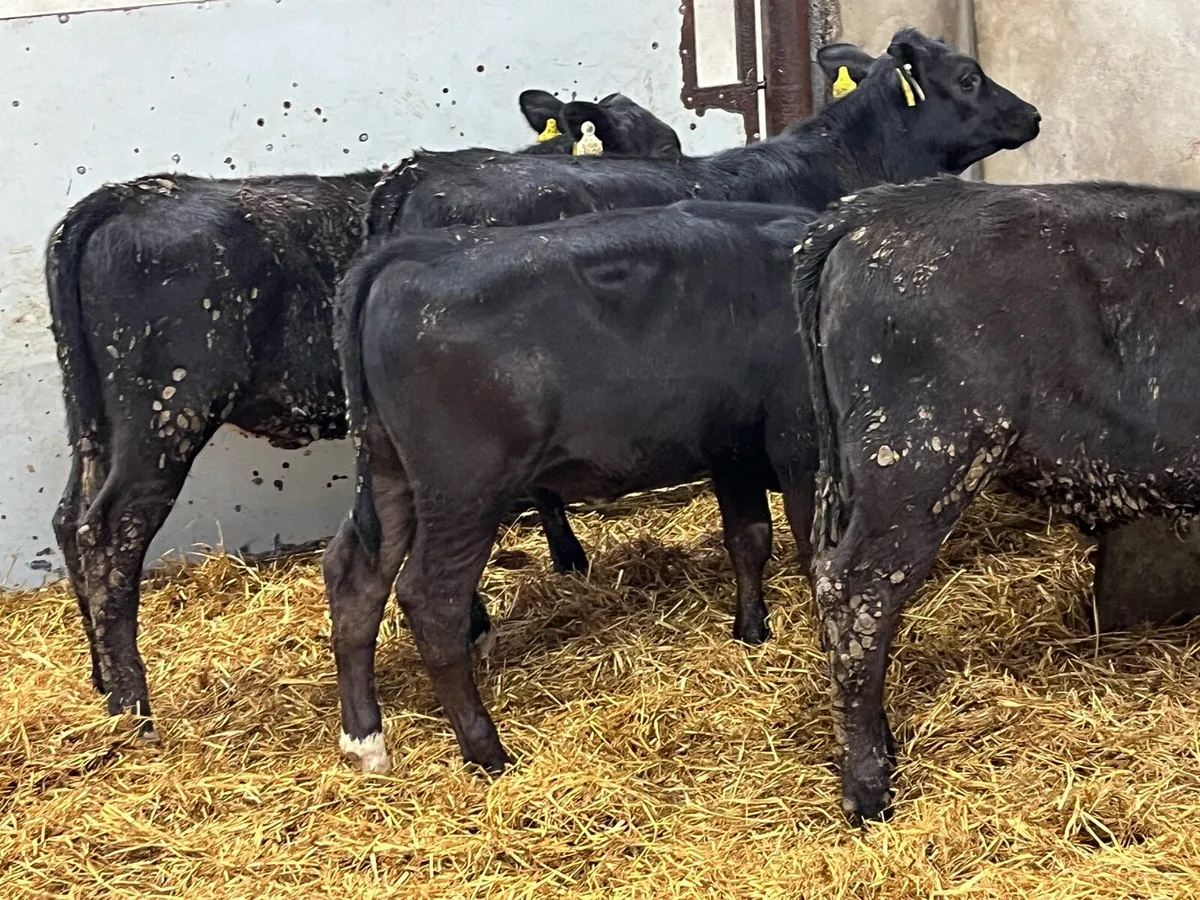12 Top Grade AA Heifer Runners - Image 2