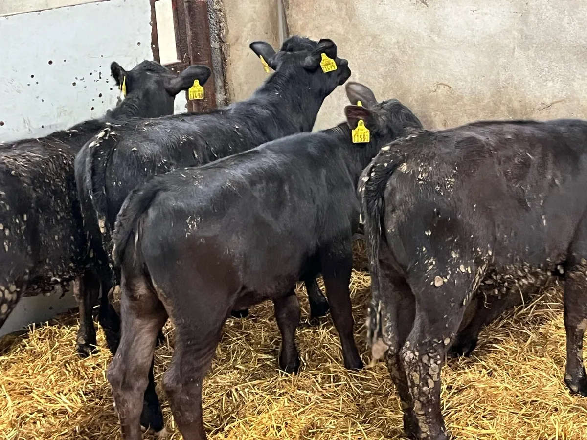 12 Top Grade AA Heifer Runners - Image 3