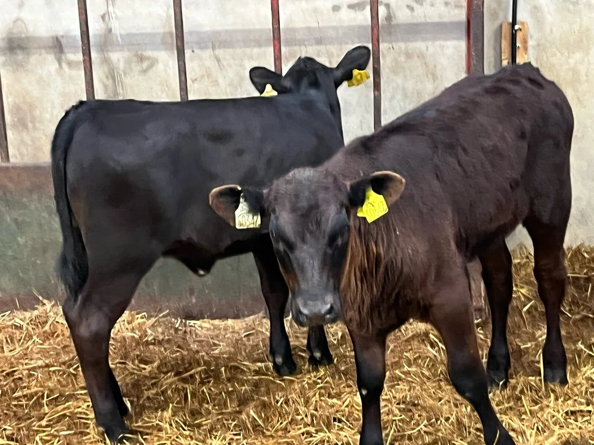 12 Top Grade AA Heifer Runners - Image 4