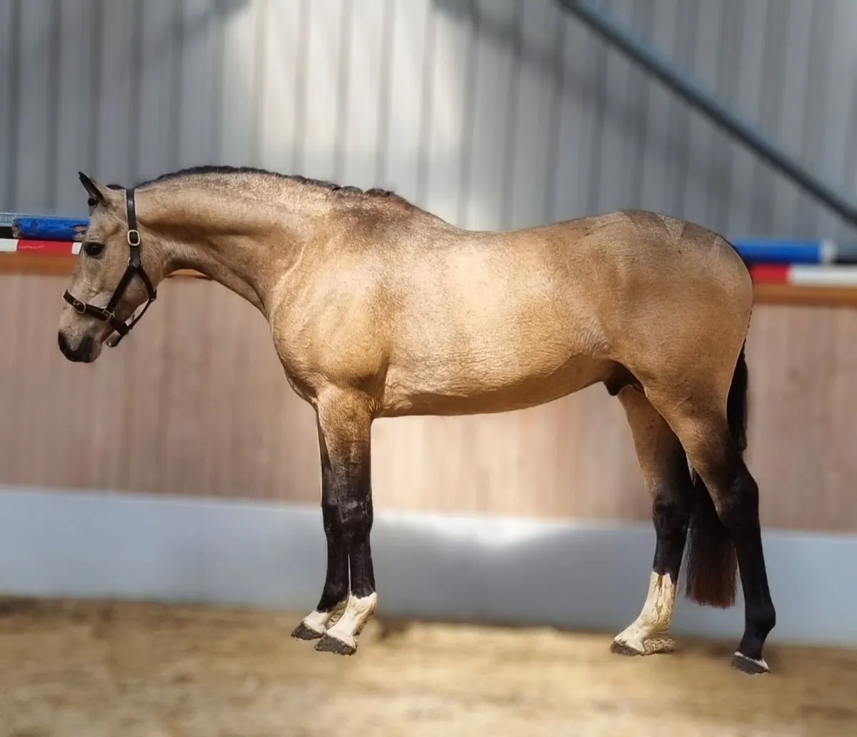 Stallions At Stud - Image 1