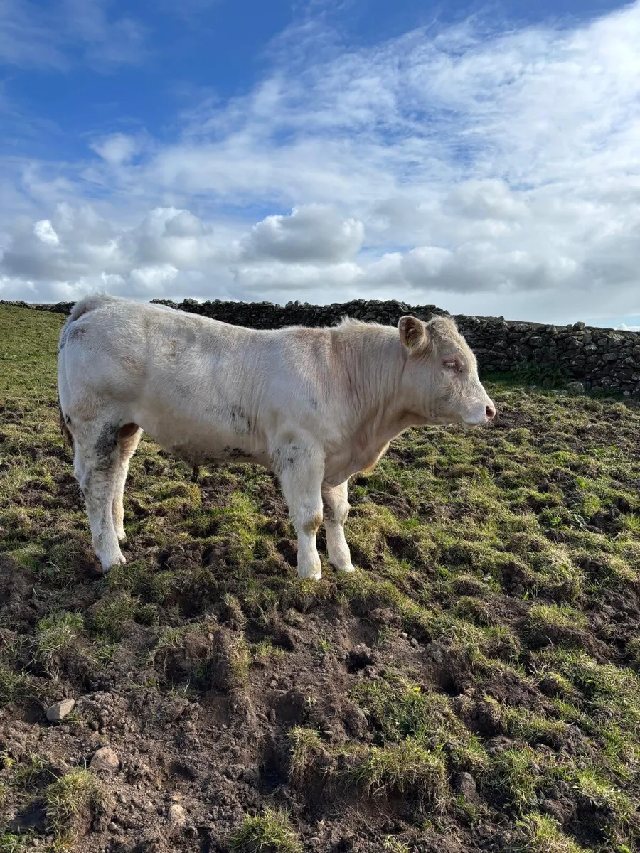 2 Purebreed Charolais Bulls for Sale - Image 1