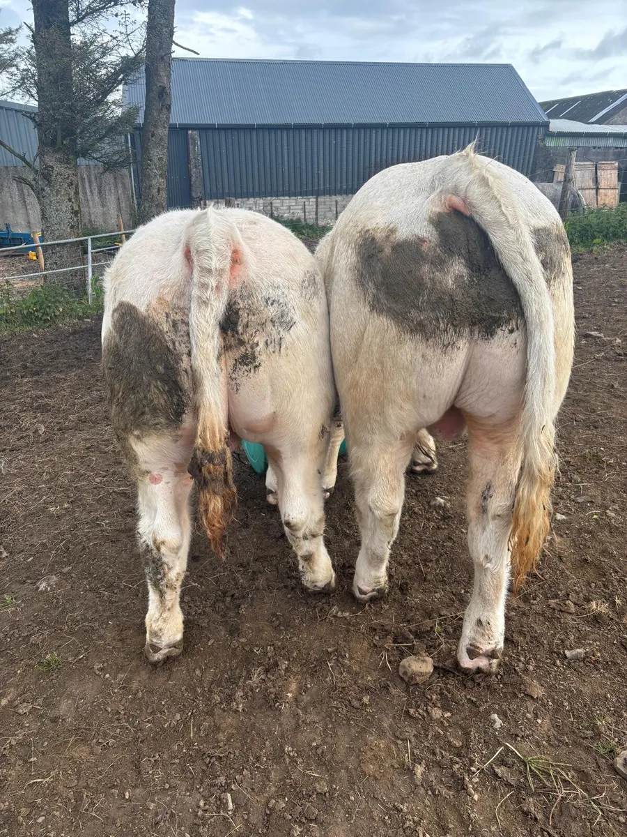 2 Purebreed Charolais Bulls for Sale - Image 2