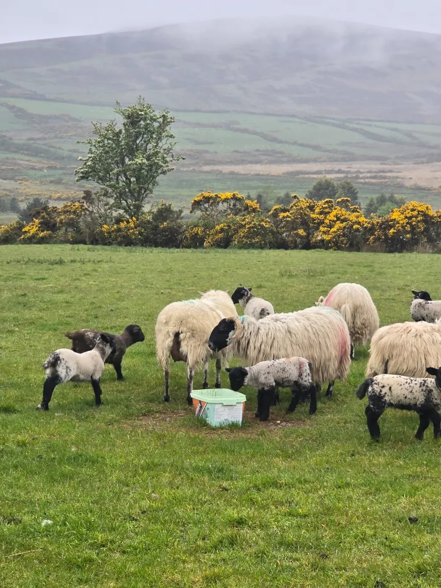 Organic Ewes and lambs for Carnaross mart 22nd may - Image 1