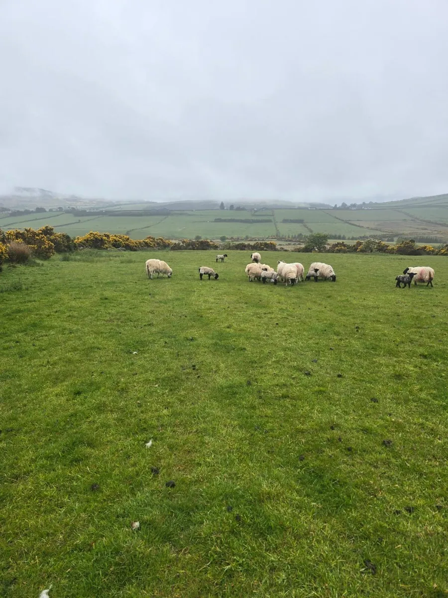 Organic Ewes and lambs for Carnaross mart 22nd may - Image 3
