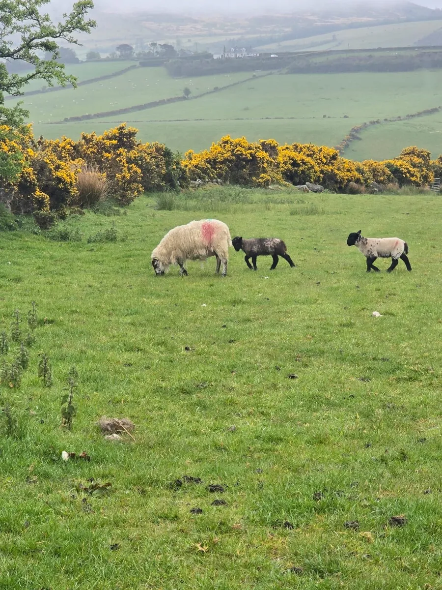 Organic Ewes and lambs for Carnaross mart 22nd may - Image 4