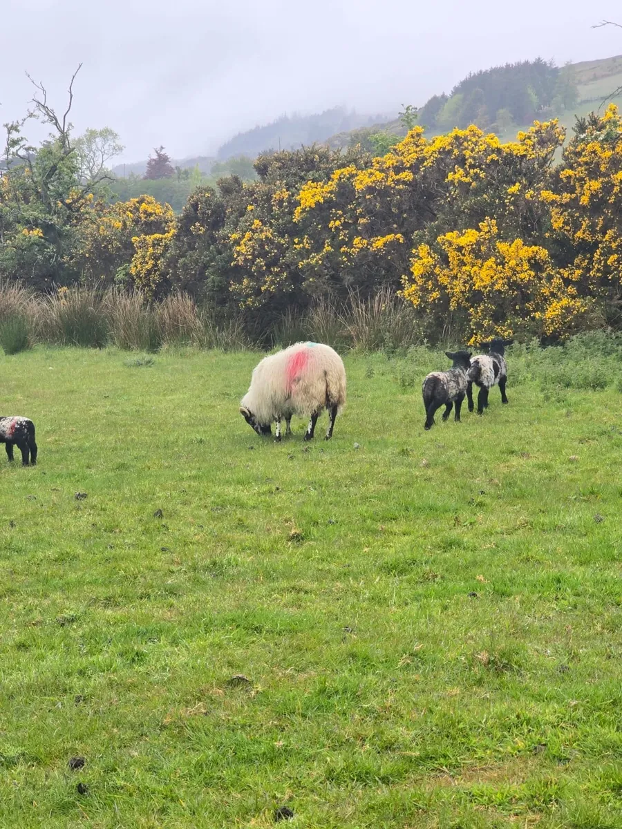 Organic Ewes and lambs for Carnaross mart 22nd may - Image 2