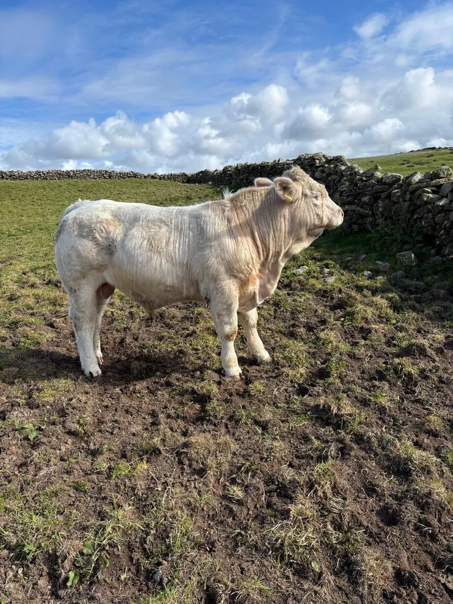 2 Purebreed Charolais Bulls for Sale - Image 3