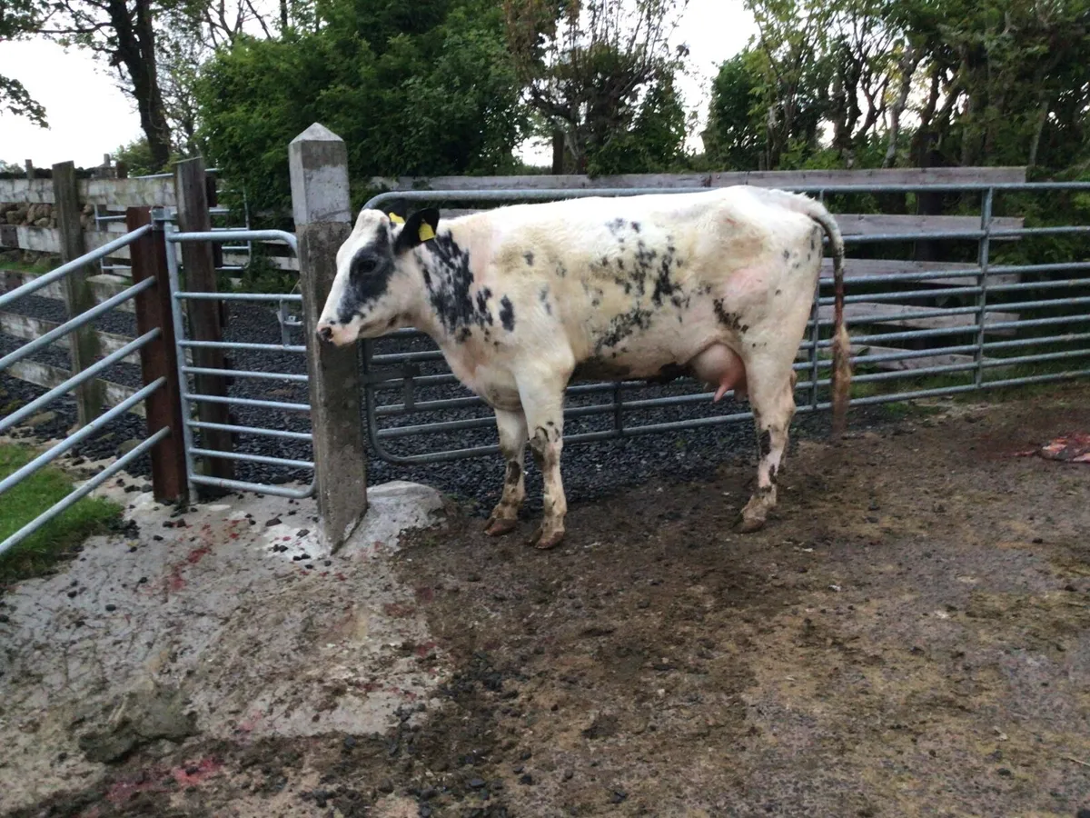 Heifer - Image 1