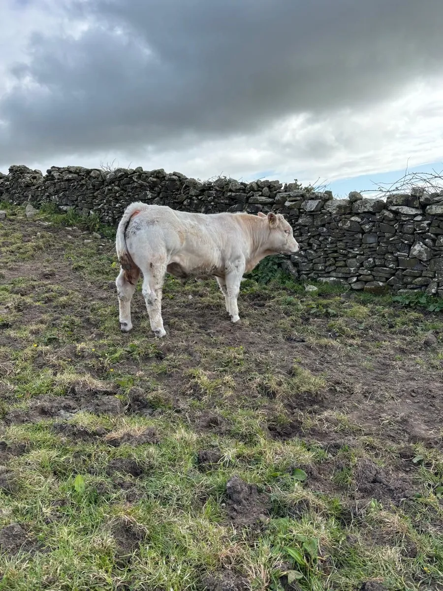 2 Purebreed Charolais Bulls for Sale - Image 4