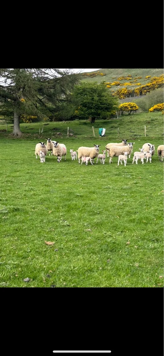 Mule hoggets - Image 1