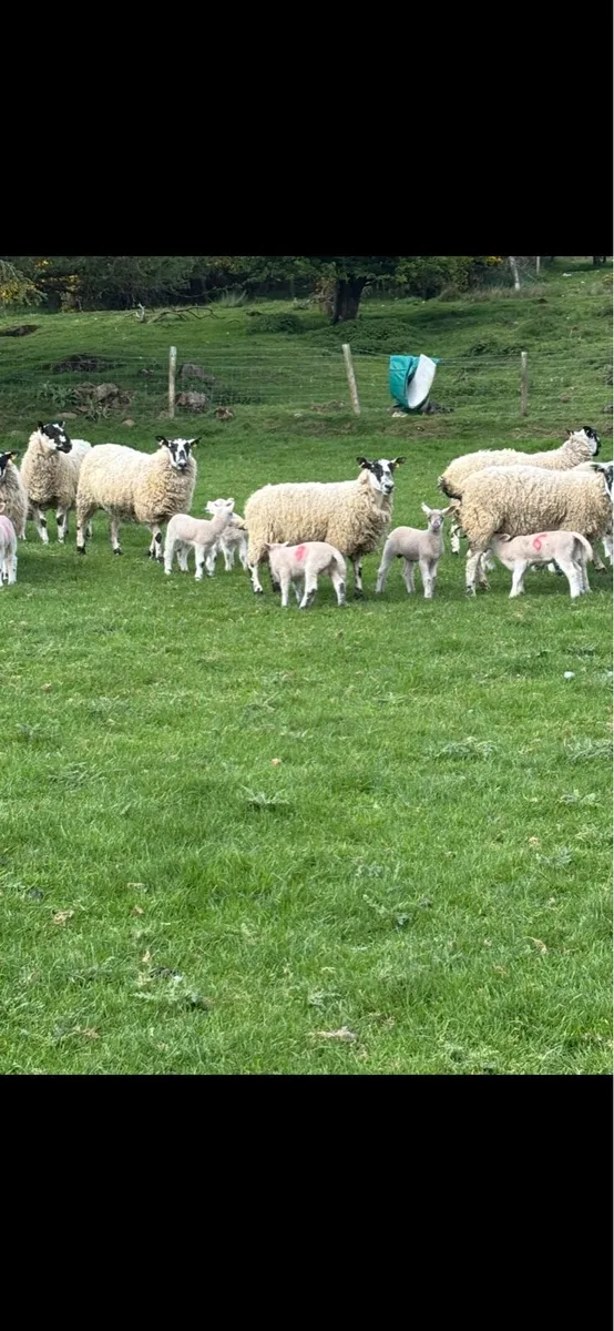 Mule hoggets - Image 2