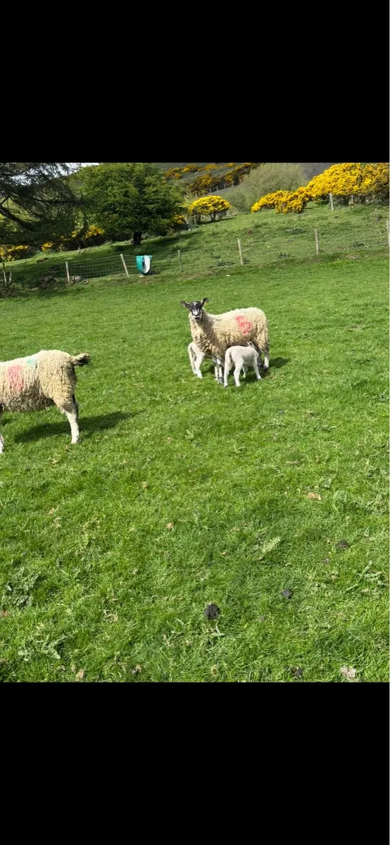 Mule hoggets - Image 3