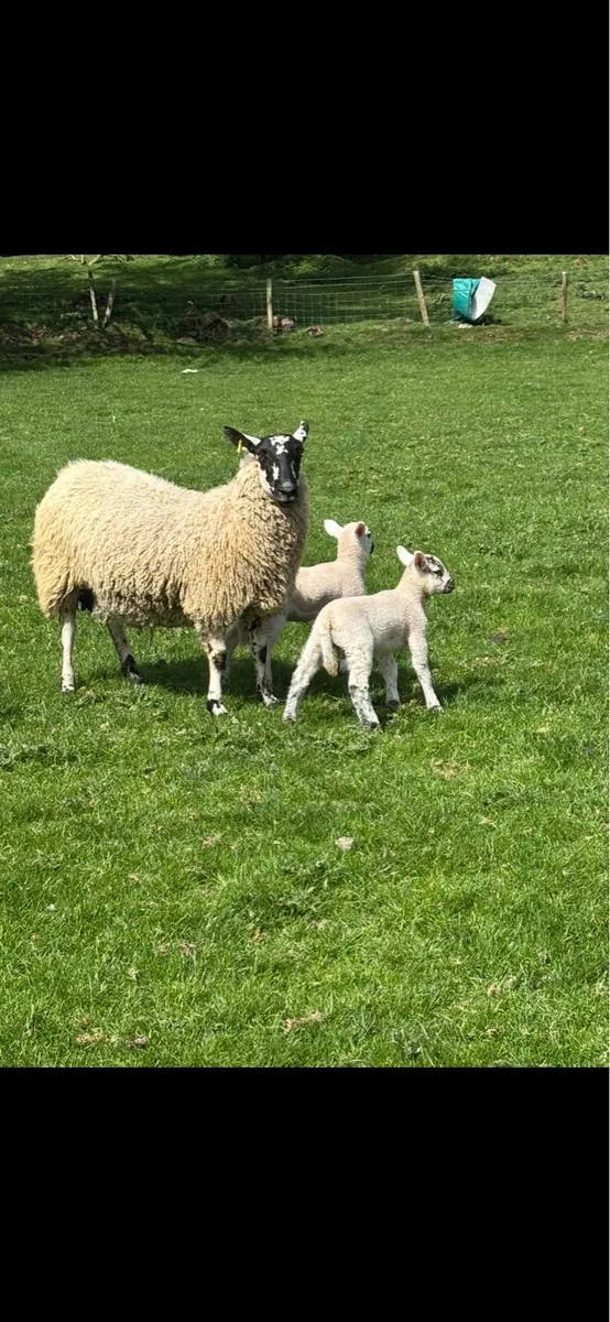 Mule hoggets - Image 4
