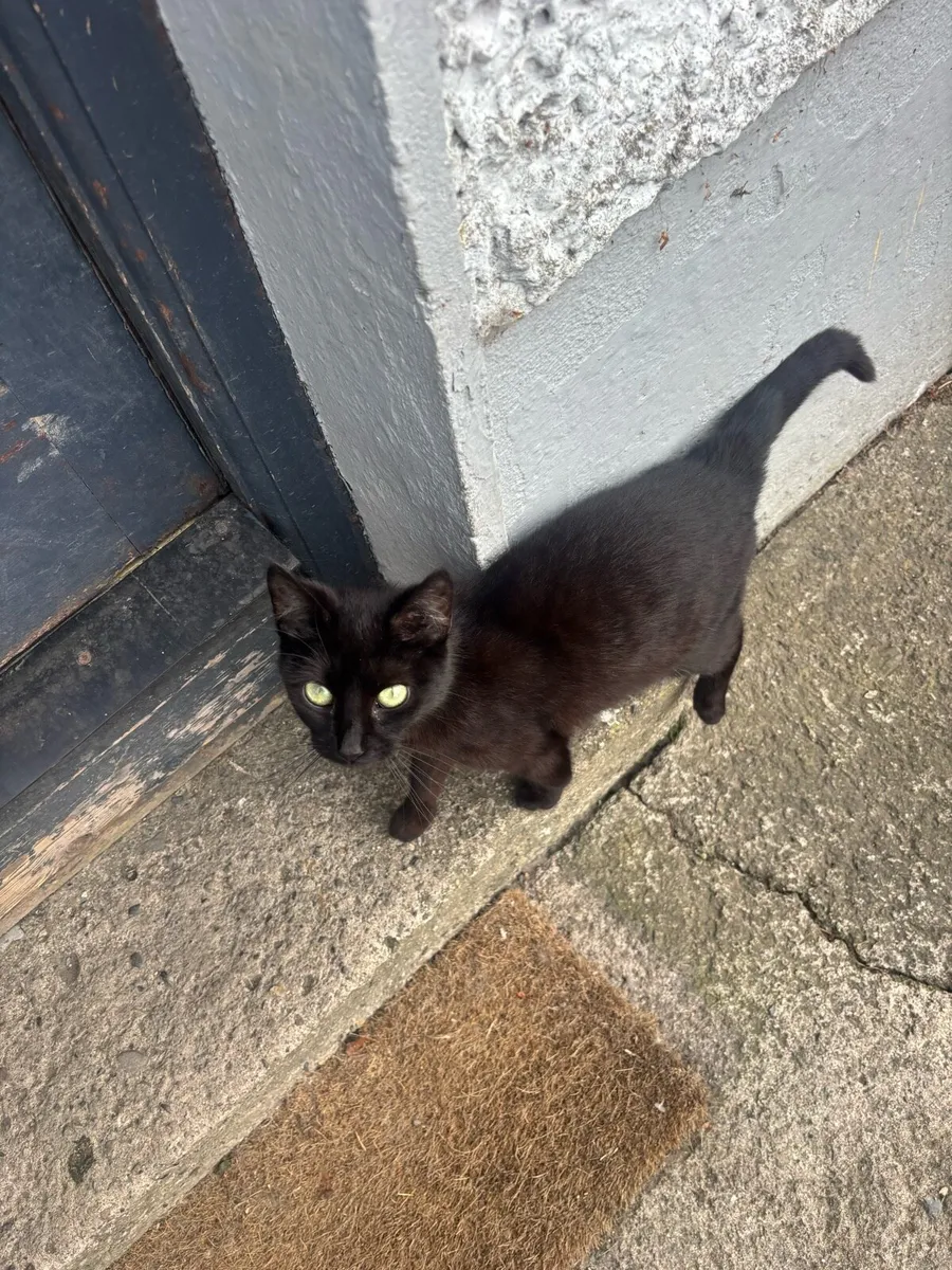 Cat - Image 2
