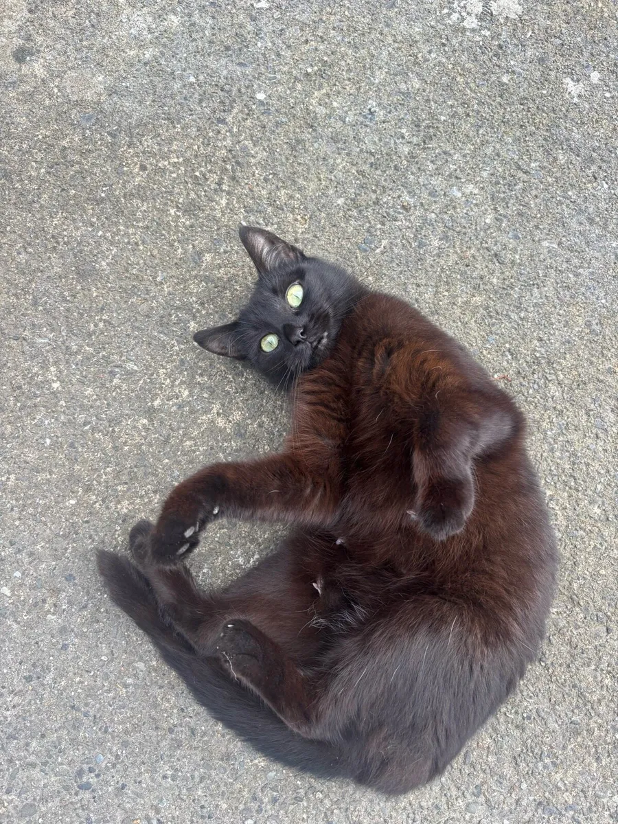 Cat - Image 1