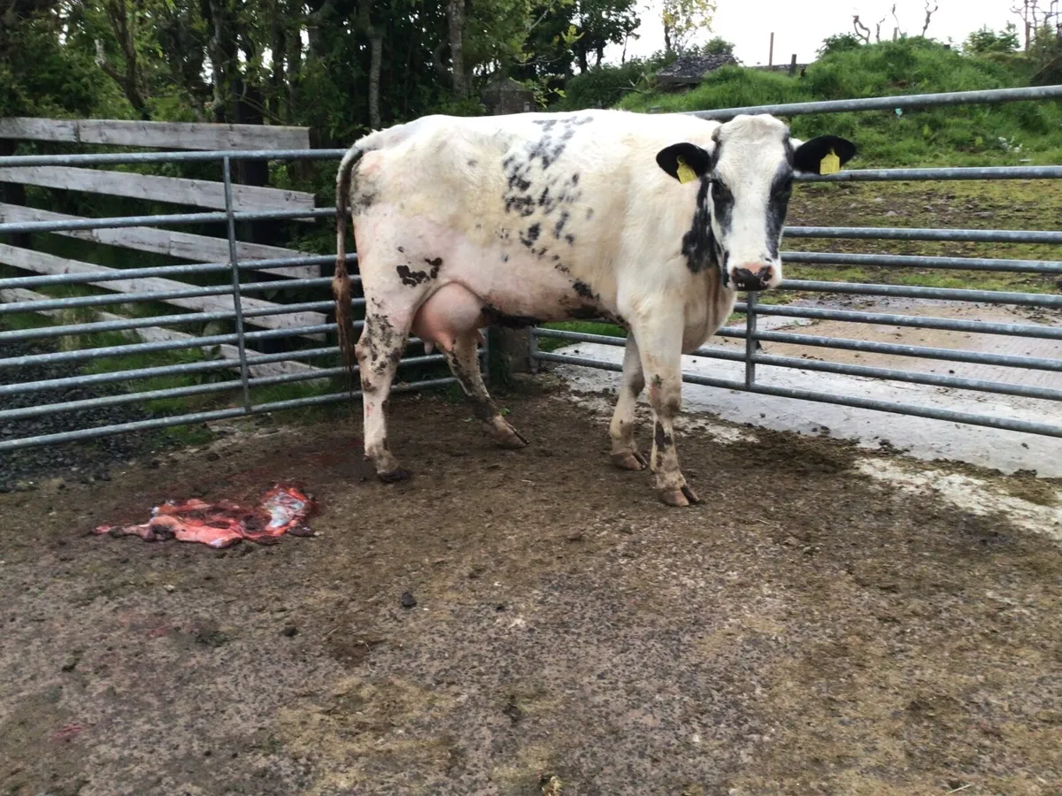 Heifer - Image 3