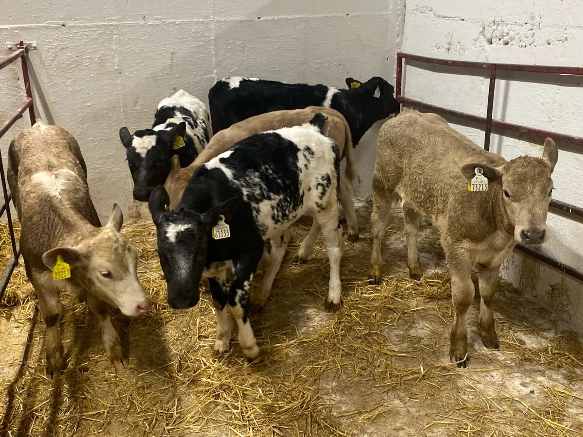 2/3 Month Old Charolais And Limousin Heifers - Image 2