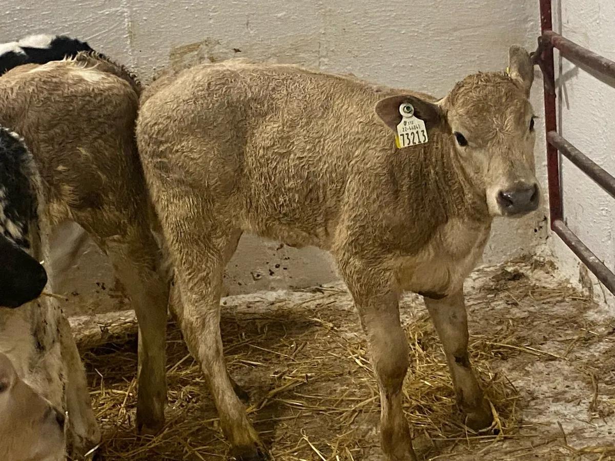 2/3 Month Old Charolais And Limousin Heifers - Image 3