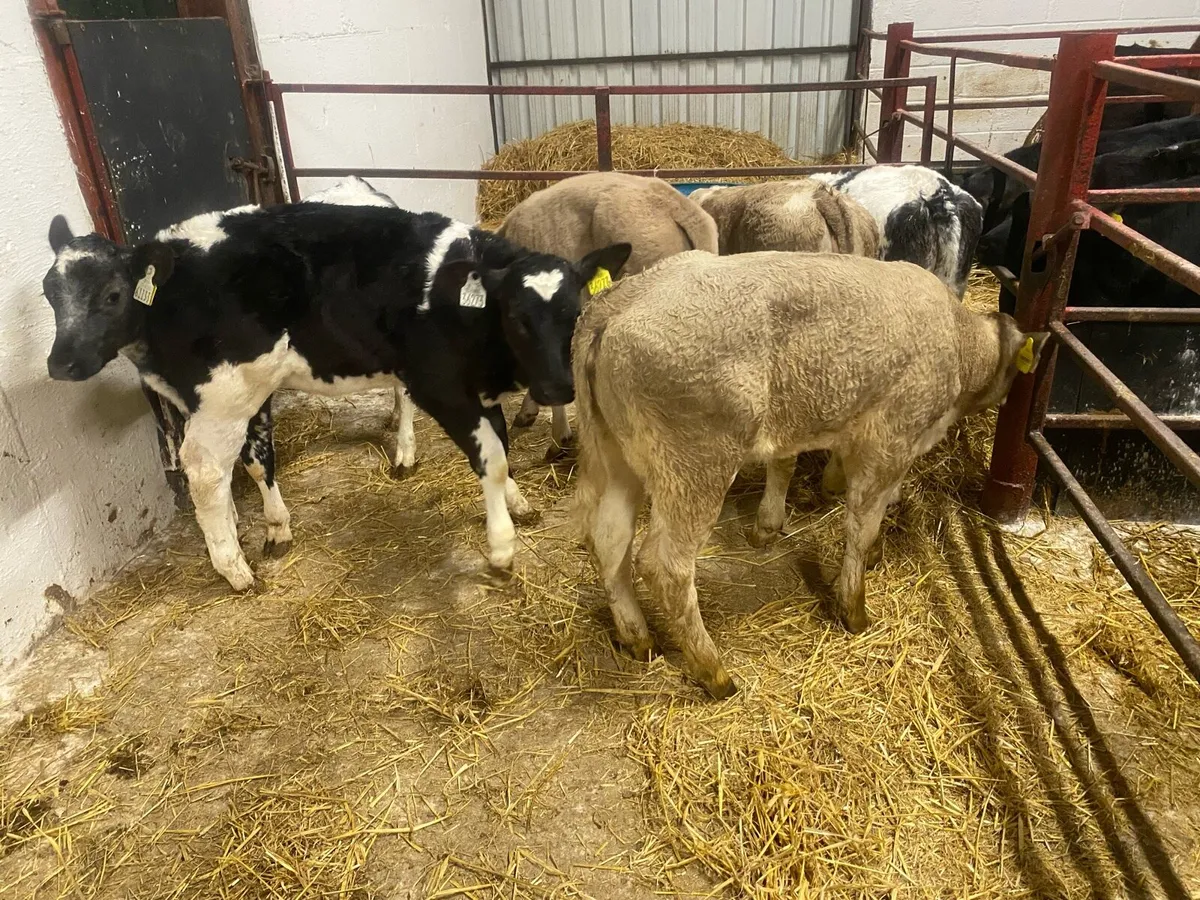 2/3 Month Old Charolais And Limousin Heifers - Image 4