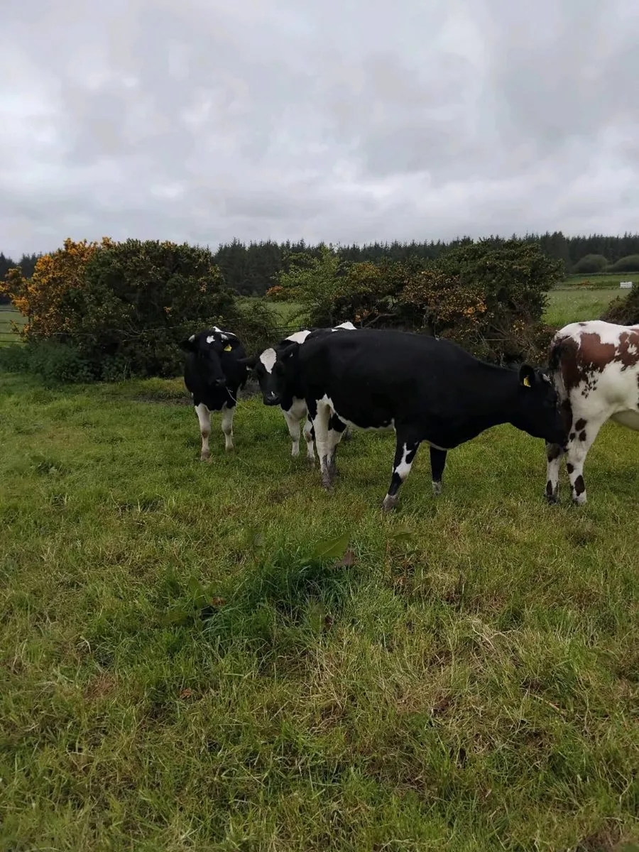 Freisian heifers - Image 2