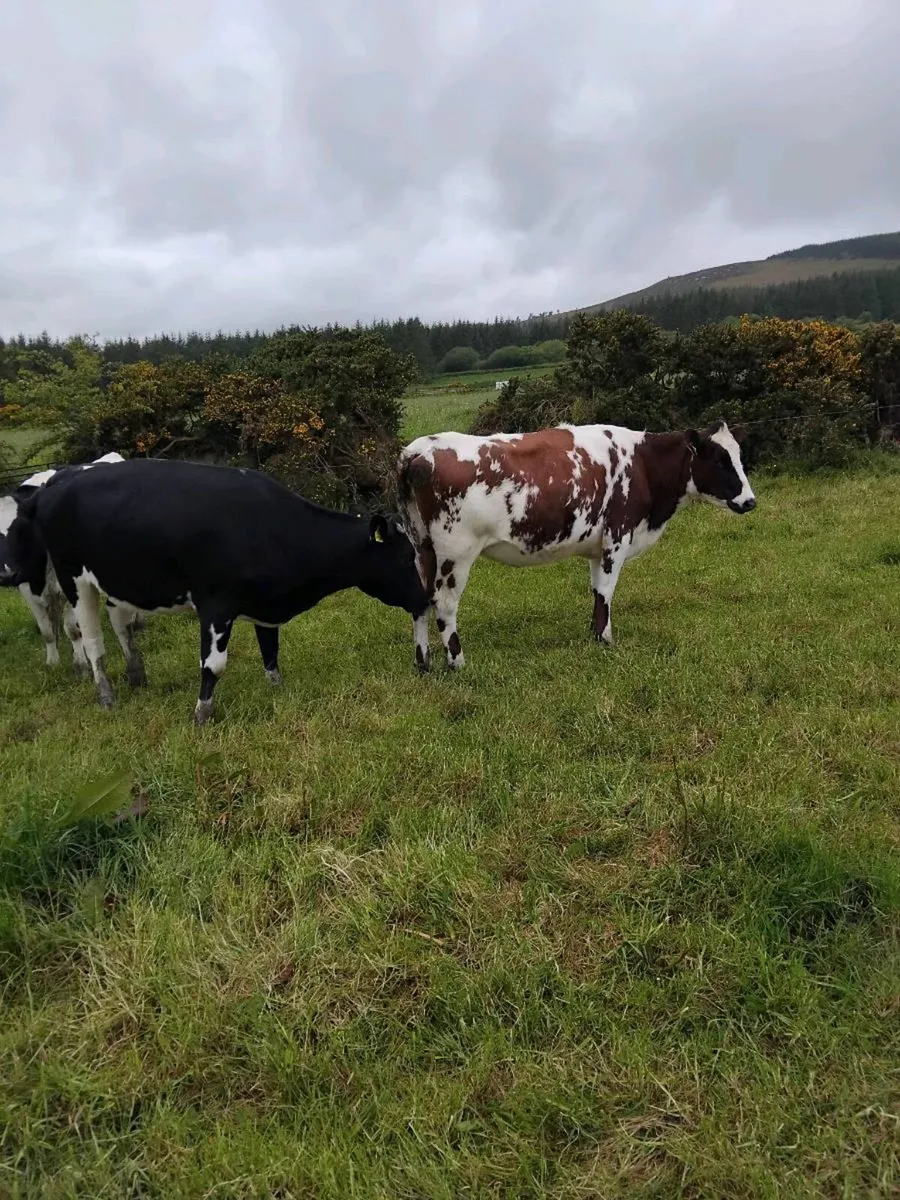 Freisian heifers - Image 3
