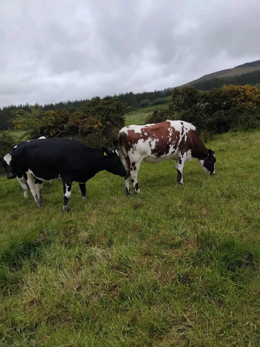 Freisian heifers - Image 1