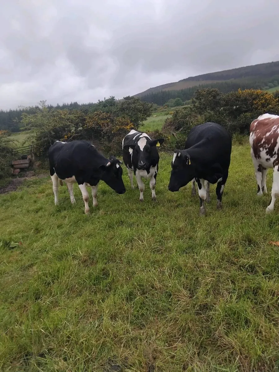 Freisian heifers - Image 4