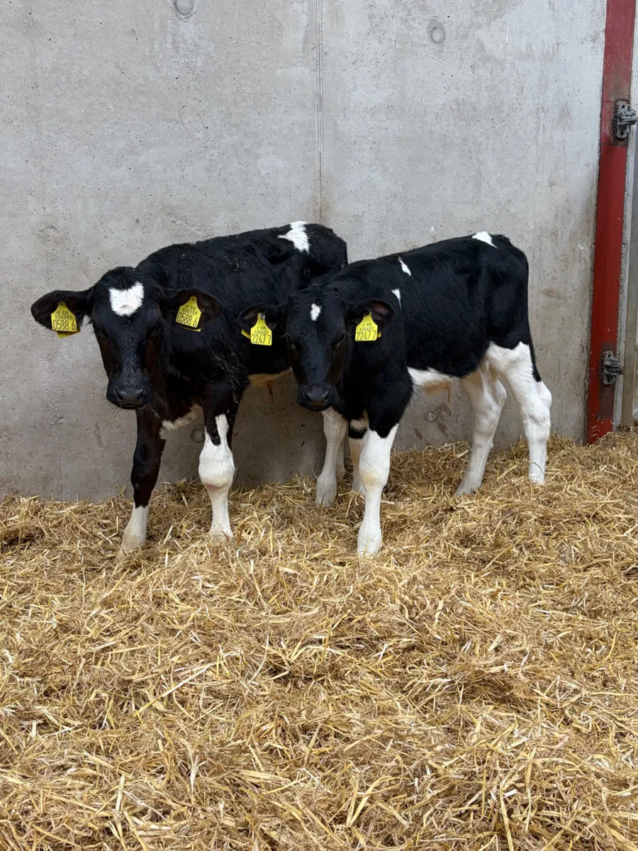 7 Friesian Bull Calves - Image 1