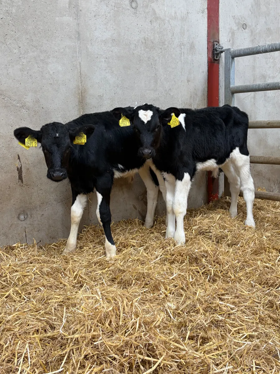 7 Friesian Bull Calves - Image 3