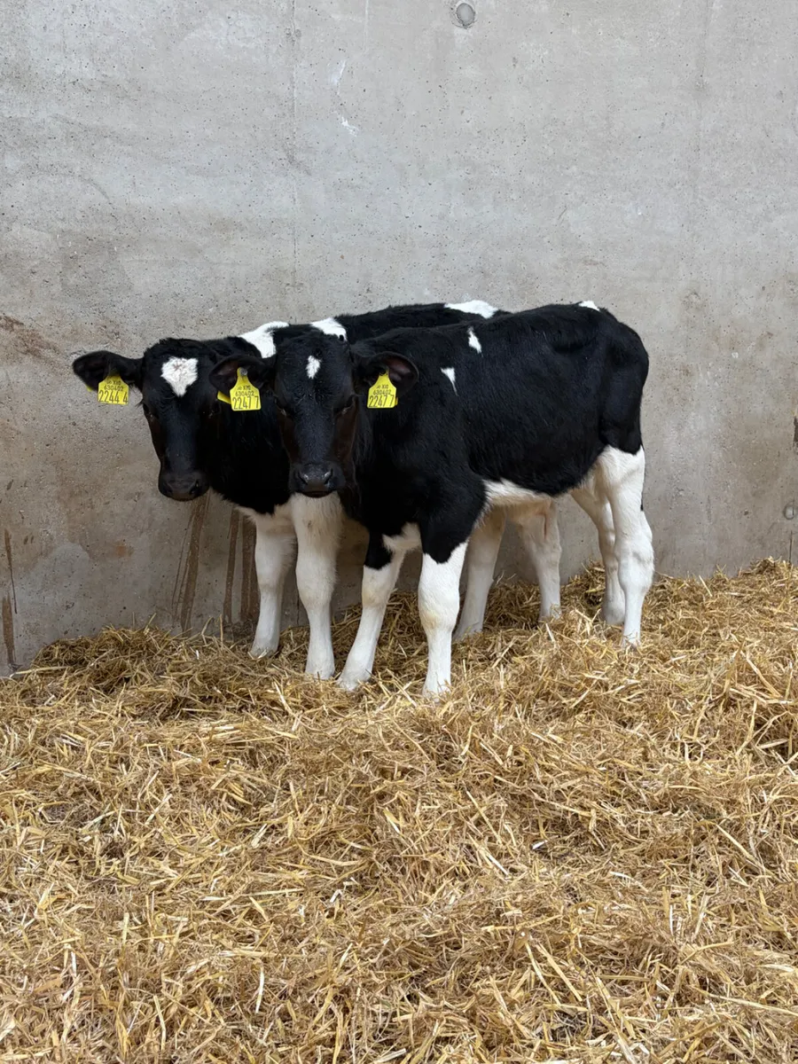7 Friesian Bull Calves - Image 2