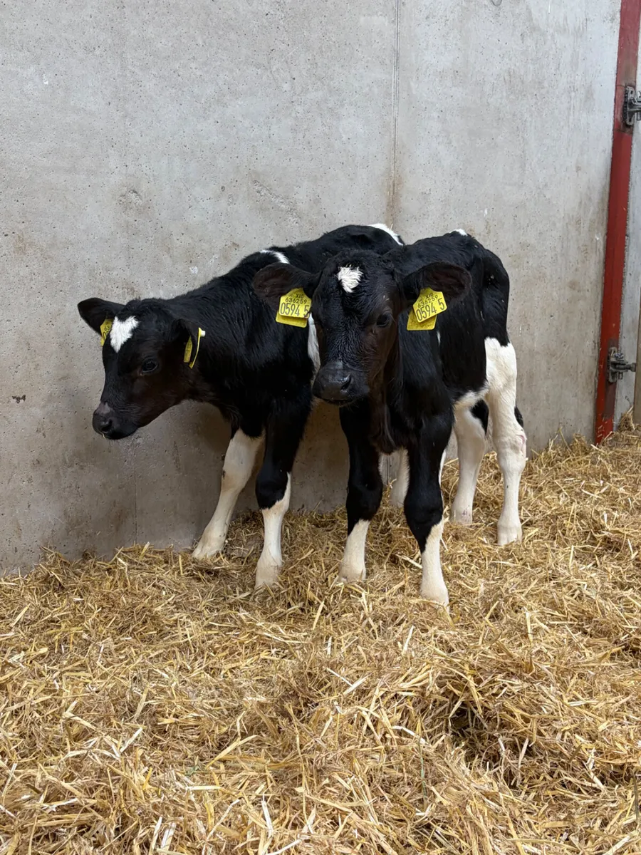 7 Friesian Bull Calves - Image 4