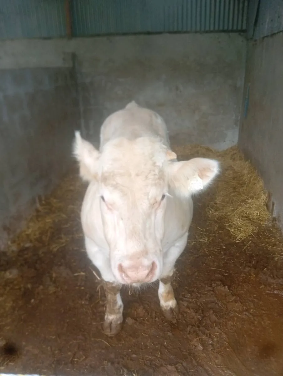 5 ⭐⭐⭐⭐⭐ bull - Image 2