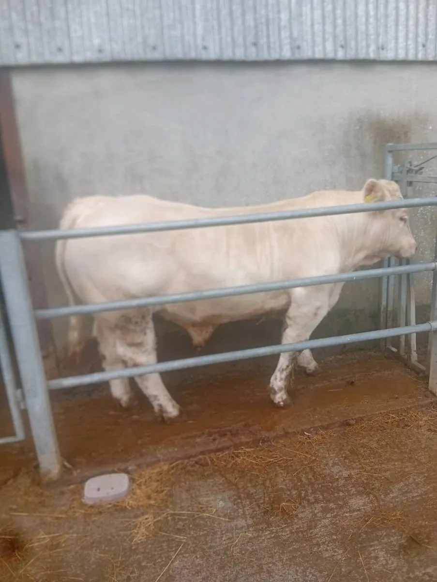 5 ⭐⭐⭐⭐⭐ bull - Image 3