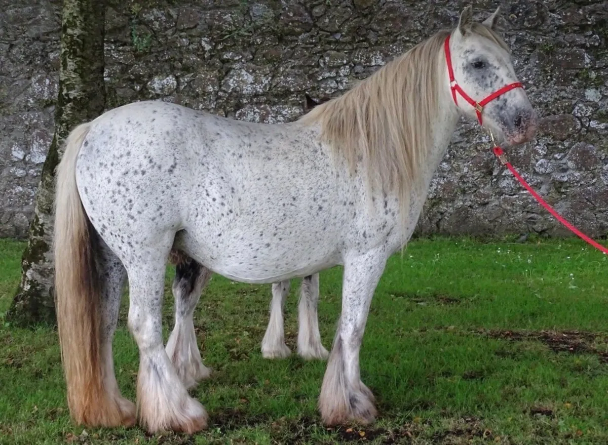 mare for sale - Image 2