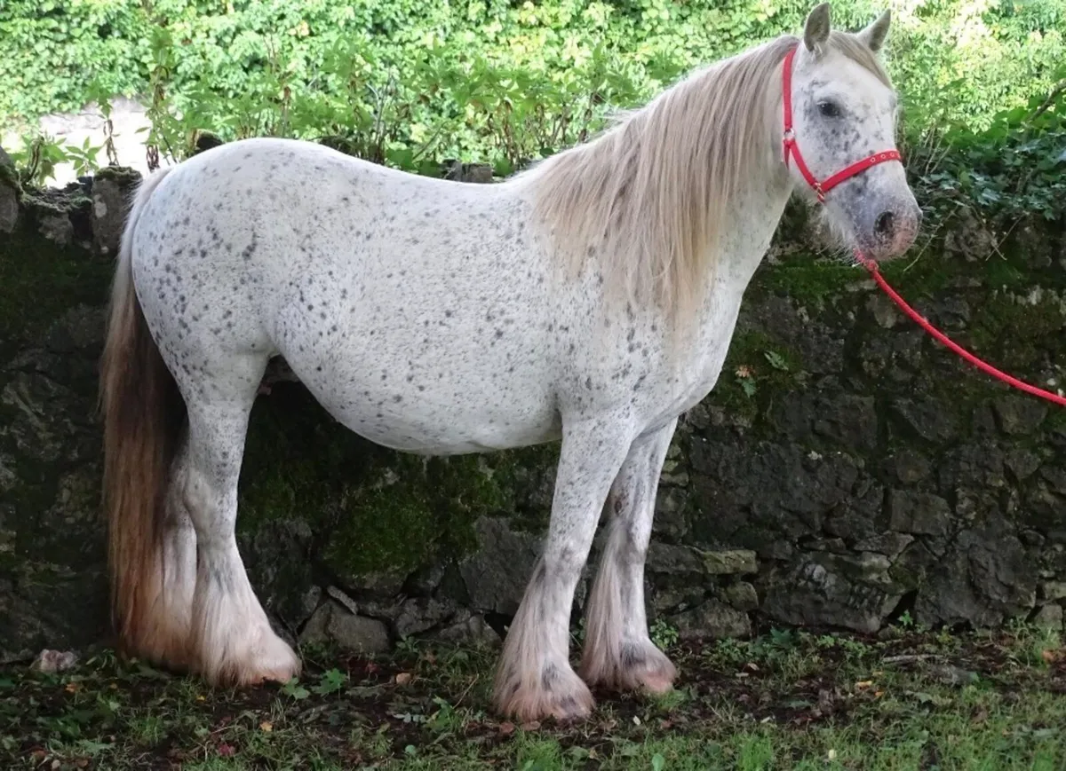 mare for sale - Image 3