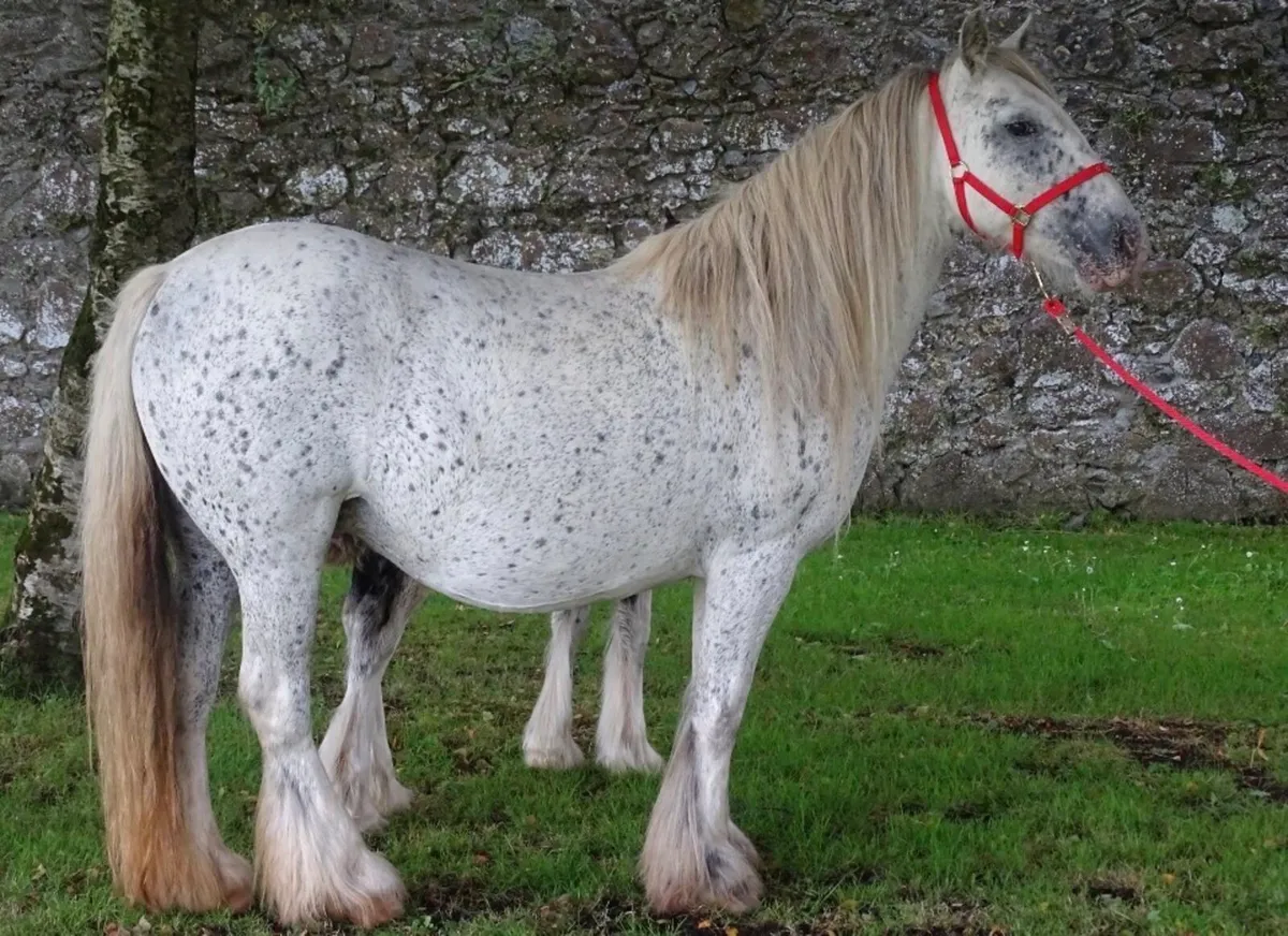 mare for sale - Image 4