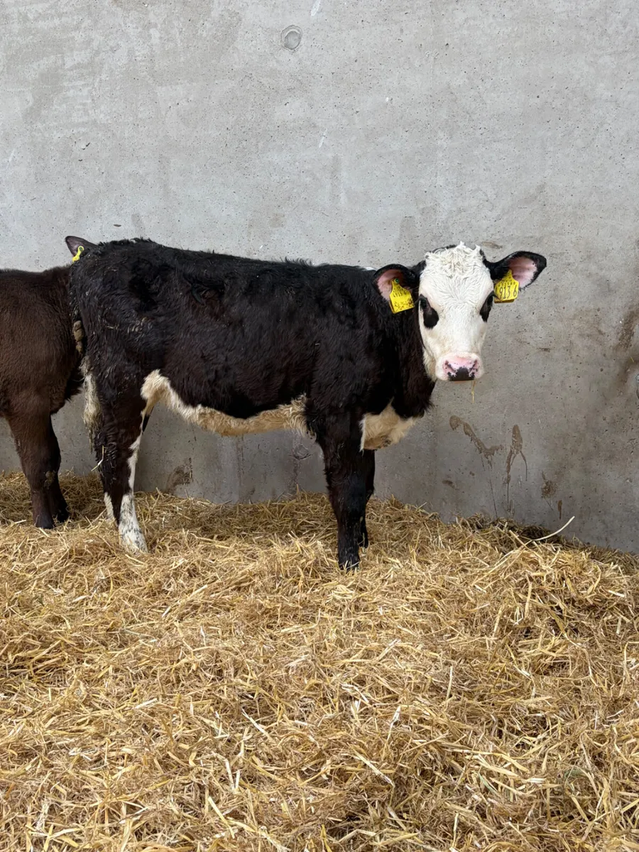 5 Reared Angus & Hereford Heifers - Image 2