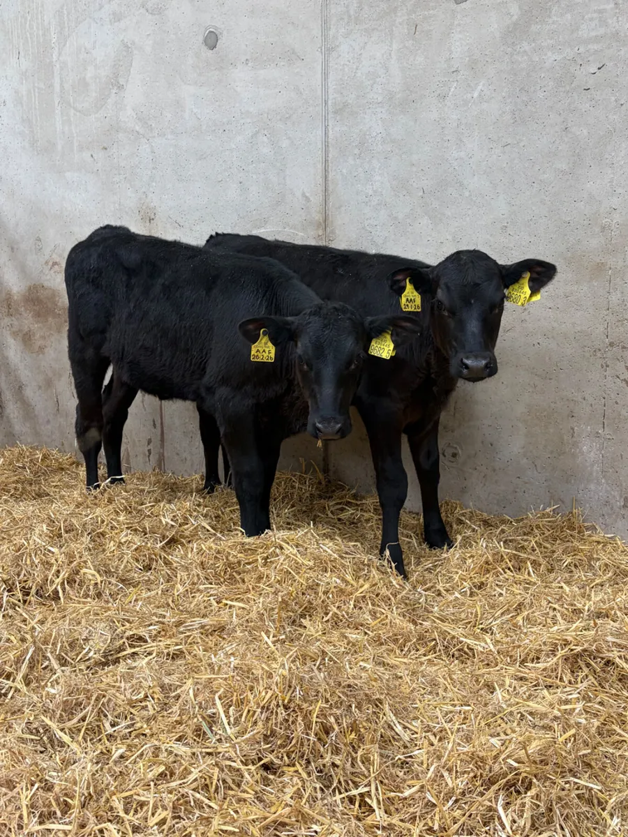 5 Reared Angus & Hereford Heifers - Image 3